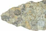 Fossil Brachiopod (Rafinesquina) and Bryozoan Plate - Indiana #285111-1